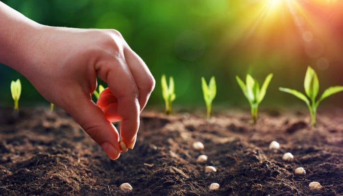 شجرة خضراء طبيعية، بيئة صديقة للبيئة، طبيعة مستدامة، أوراق خضراء