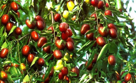 Tree Image