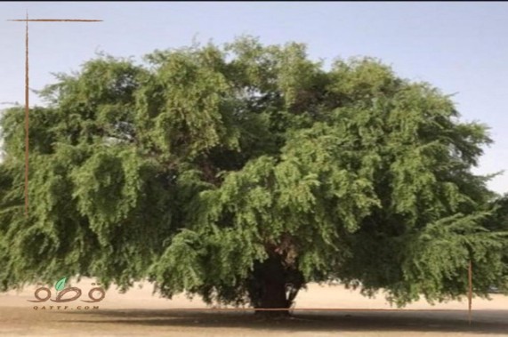 Tree Image