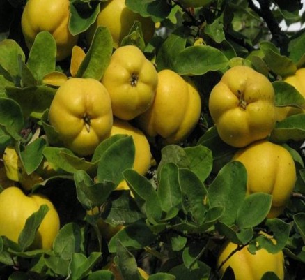 Tree Image