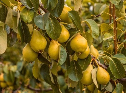 Tree Image