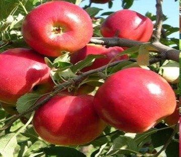 Tree Image