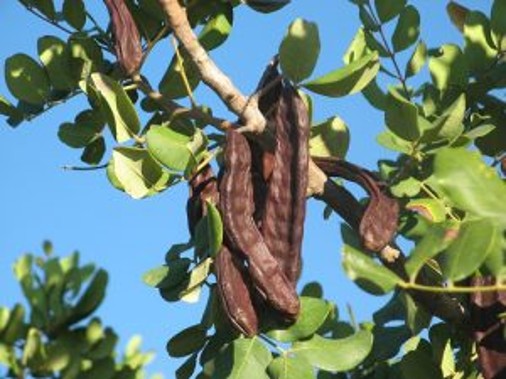 Tree Image