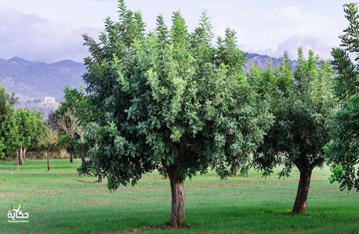 Tree Image