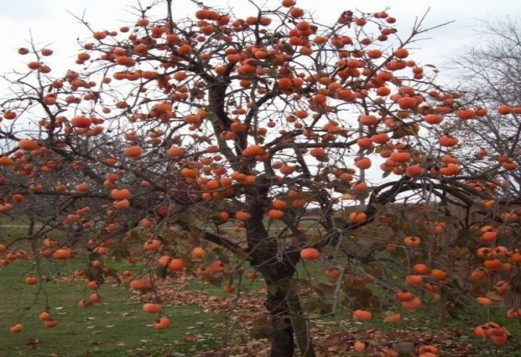 Tree Image