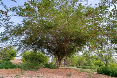 Tree Image